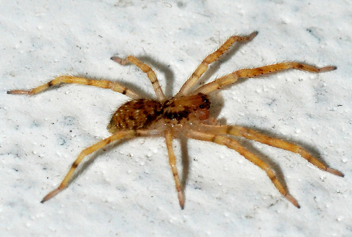 Zoropsis sp.